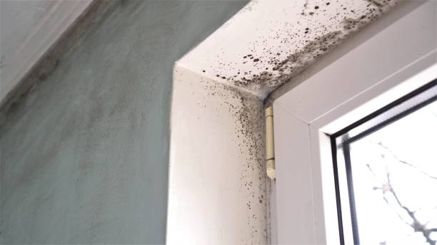 Best Real Estate Mold Inspection  in Bonadelle Ranchos, CA
