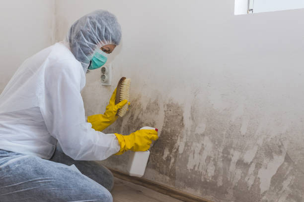 Best Environmental Consulting for Mold Prevention  in Bonadelle Ranchos, CA