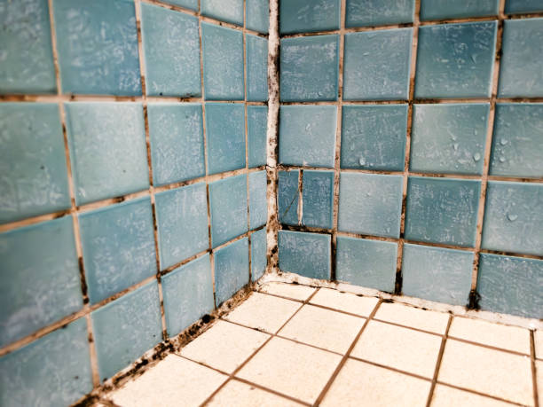 Best Forensic Mold Investigation  in Bonadelle Ranchos, CA