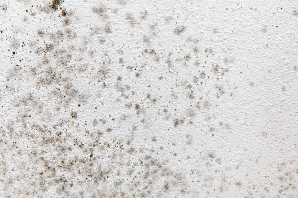 Best Comprehensive Air Testing for Mold Contaminants  in Bonadelle Ranchos, CA